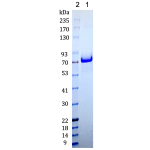 Cyno Transferrin Receptor/TfR1 N-terminal 6×His tag